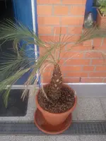 palme1.webp