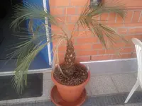 Palme2.webp