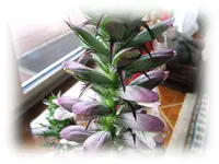 Geschenk1.webp