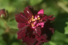 DSC05276.webp