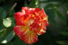 DSC05278.webp