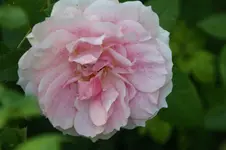 DSC05280.webp