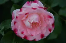 DSC05281.webp