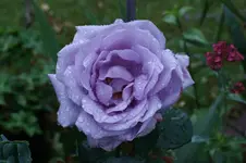 DSC05321.webp