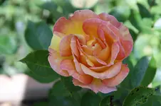 DSC05330.webp