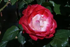 DSC05331.webp