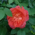 Rosenstamm 1.webp