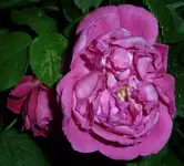 Rose 4a Vorgarten.webp