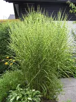 zebra.gras.webp