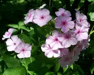 phlox.halbsch.webp