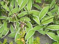 hosta.bunchoko.webp