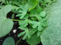 Juni2011 151.webp