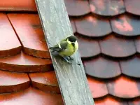 182.webp
