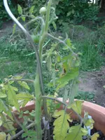 CIMG4824.webp