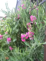 IMG_4979.webp