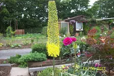 Steppenkerze.webp