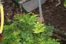 Prachtspiere.webp