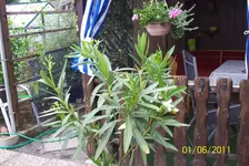 Oleander.webp