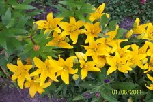 Lilien.webp