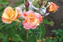 Rose.webp