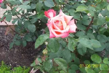 Rose 2.webp