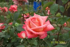 Rose 3.webp