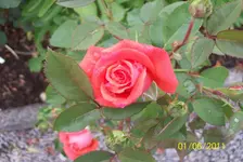 Rose 4.webp