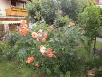 DSC01070.webp