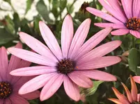 P5299160 Kapmargerite.webp
