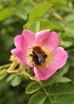 P5299231 Heckenrose mit Hummel.jpg