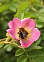 P5299231 Heckenrose mit Hummel.webp