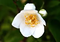 P5299586 Jasminblüte.webp
