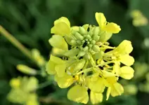 P5299653 Rapsblüte.webp