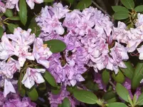 P5299854 Rhododendron mit Hummel.webp