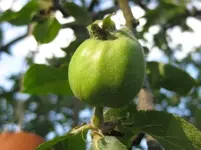 Apfel.webp