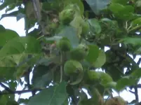 Äpfel.webp