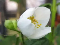Bauernjasmin.webp