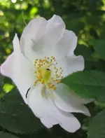 Buschrose.webp