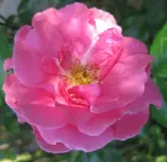 Buschrose (2).webp