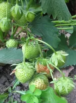 Erdbeeren.webp