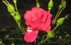 Rose.webp