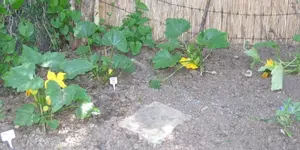 Zucchini.webp