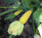 Zucchini (2).webp