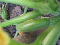 Zucchini (3).webp