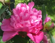 Pfingstrosen.webp