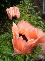 Katzen 007.webp