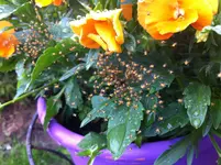 Foto.webp