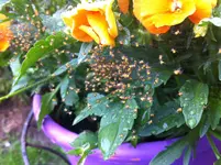 Foto-1.webp