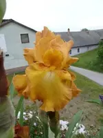 Rustic Cedar kompr.webp