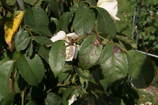 IMG_2390.webp